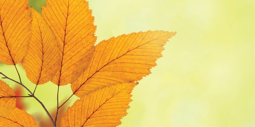 We Remember: Pregnancy and Infant Loss Remembrance Day