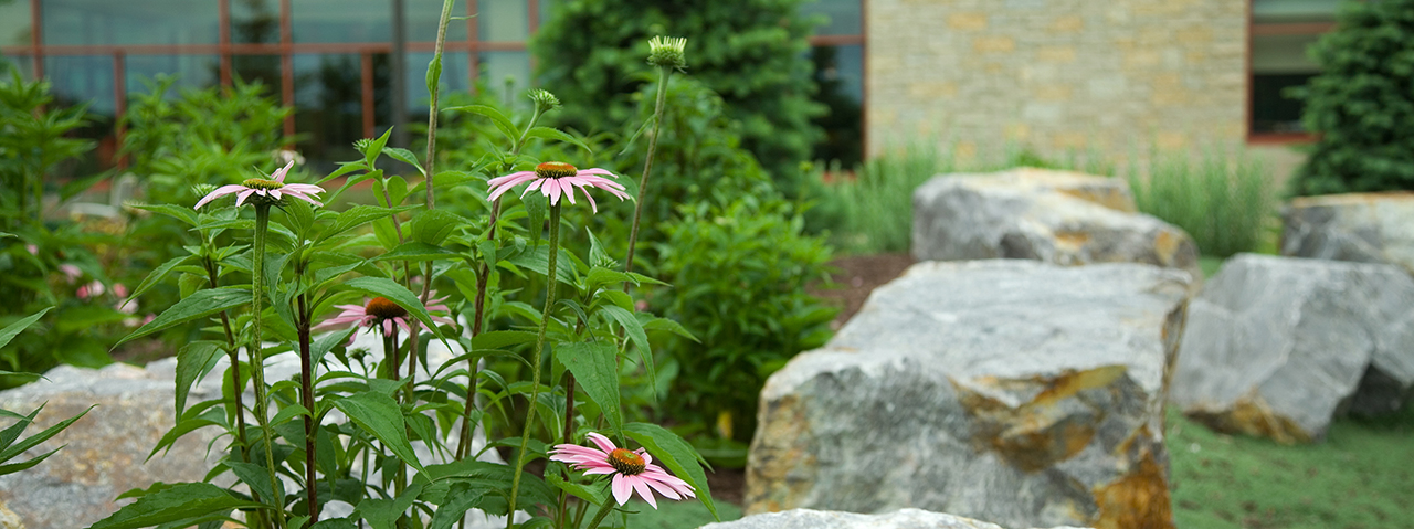 cone flowers and stones in front of building